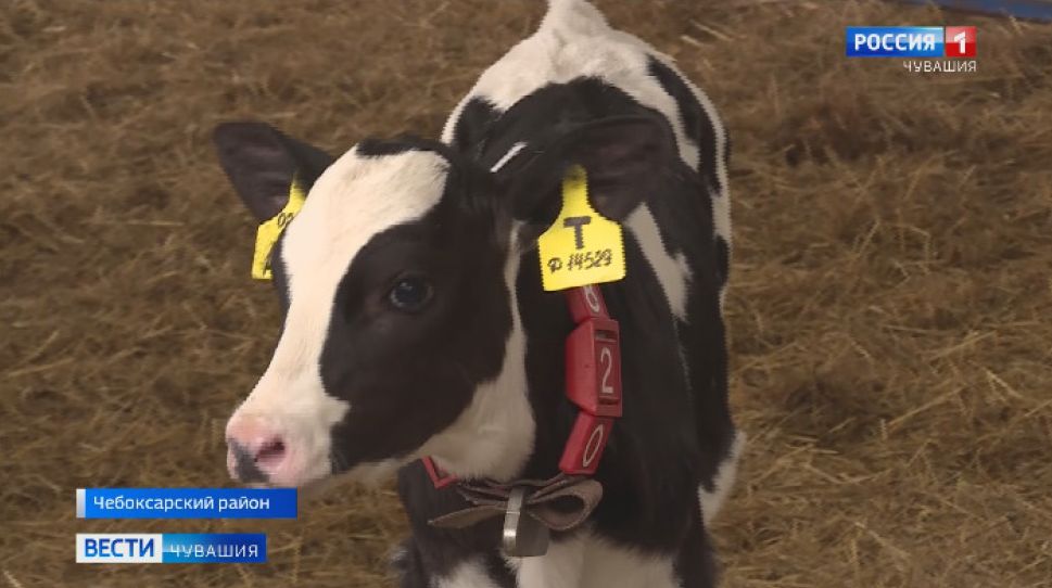   Первые 4 теленка из пробирки появились на свет  в Чувашии  