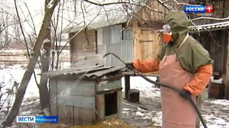  В районе Чувашии объявили карантин по бешенству 