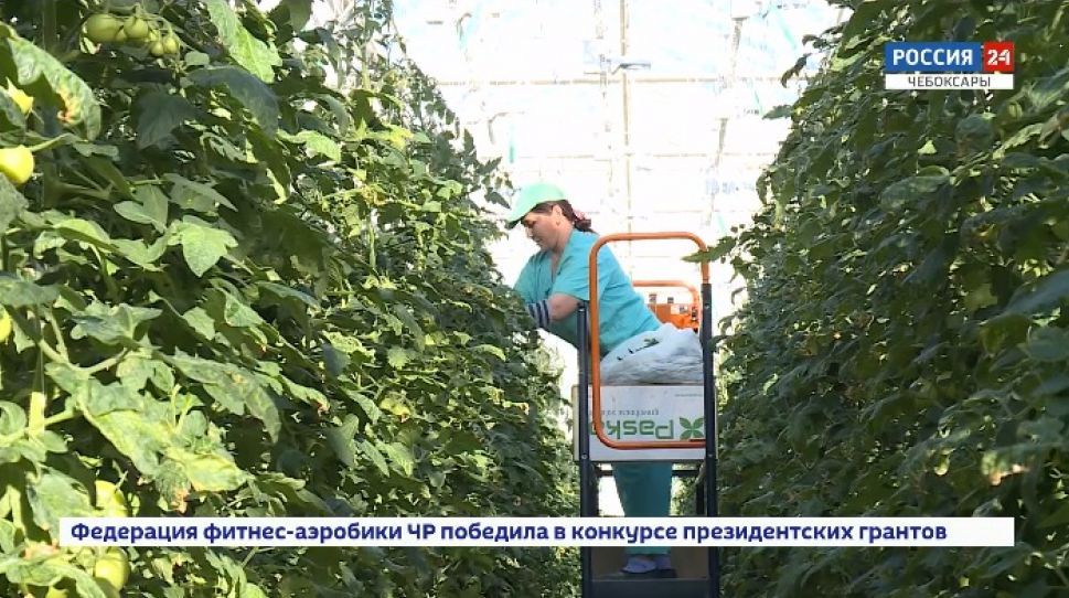  Олег Николаев побывал в агрофирме "Ольдеевская" и в тепличном комплексе "Новочебоксарский" 