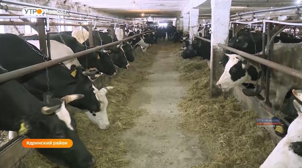  9 тысяч килограммов молока от каждой коровы получили на Лапракасинской ферме  Ядринского района  