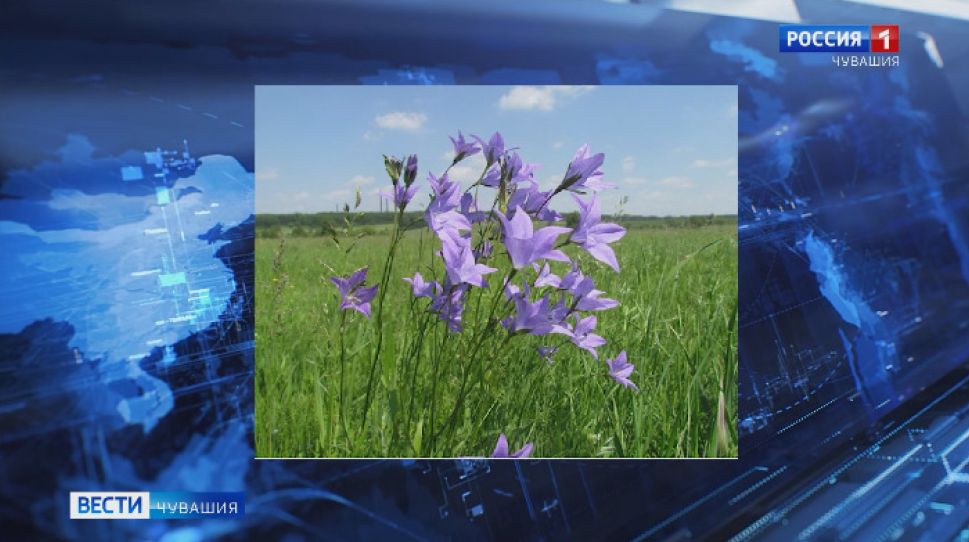    В Красную Книгу Чувашии попали медуница, василёк и колокольчик 