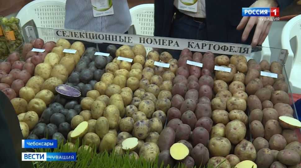Сегодня в Чебоксарах открылась межрегиональная выставка "Картофель 2020"