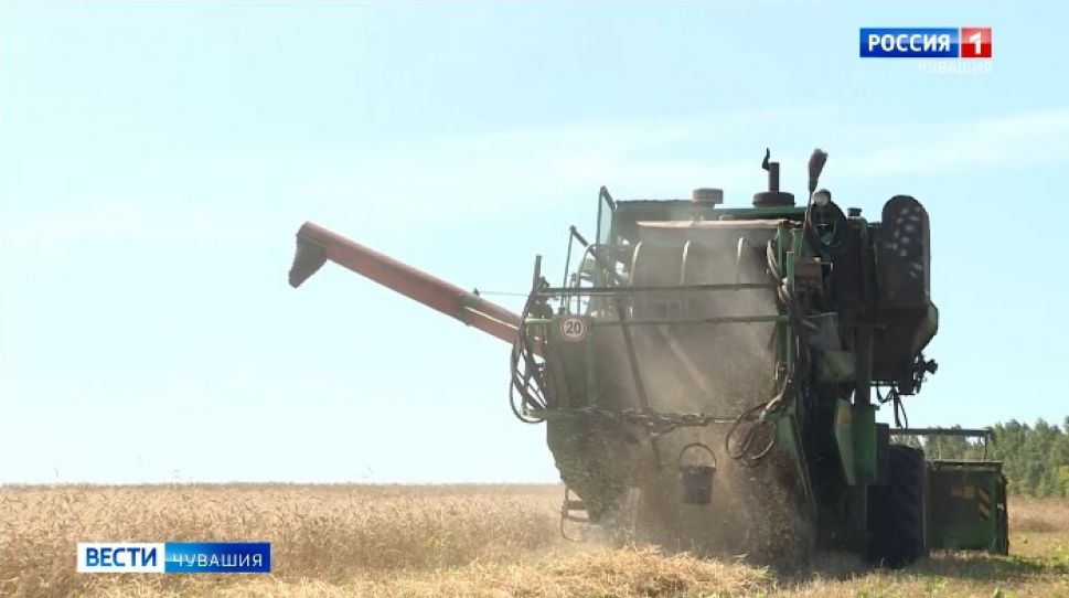 К 2024 году валовый сбор зерна в Чувашии должен составить 800 тысяч тонн