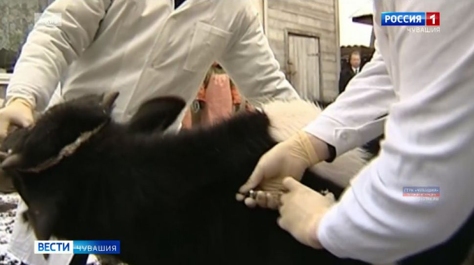    Объявлен карантин по бешенству в  Красночетайском районе   