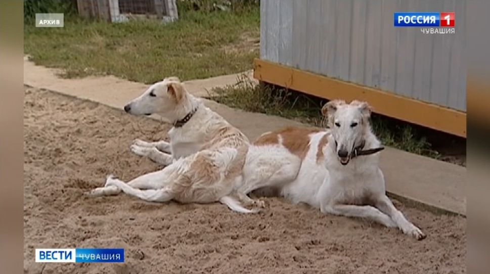  Государственно-частное партнерство поможет решить проблему бездомных собак в Чувашии