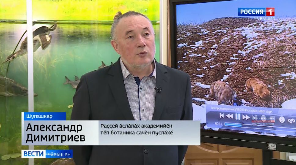  "Присурский" заповедникӑн Патӑрьел лаптӑкӗнче сӑвӑрсем хӗл ыйхинчен вӑраннӑ 