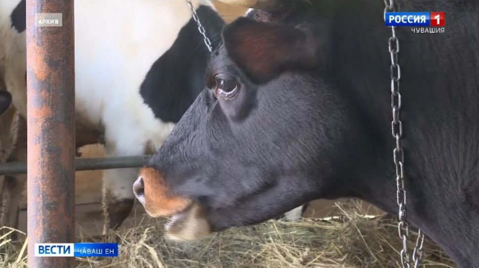 Ял хуҫалӑх министерстви грант илес текенсенчен документсене йышӑнма пуҫланӑ 