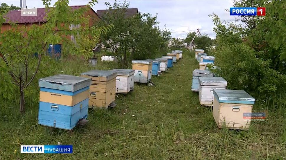  Минсельхоз в 2020 году вводит новые меры защиты пчеловодов Чувашии от убытков 

   
