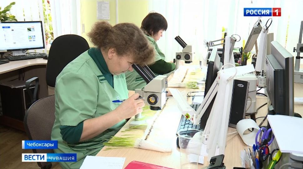   В Чувашии выявлены зараженные партии семян  