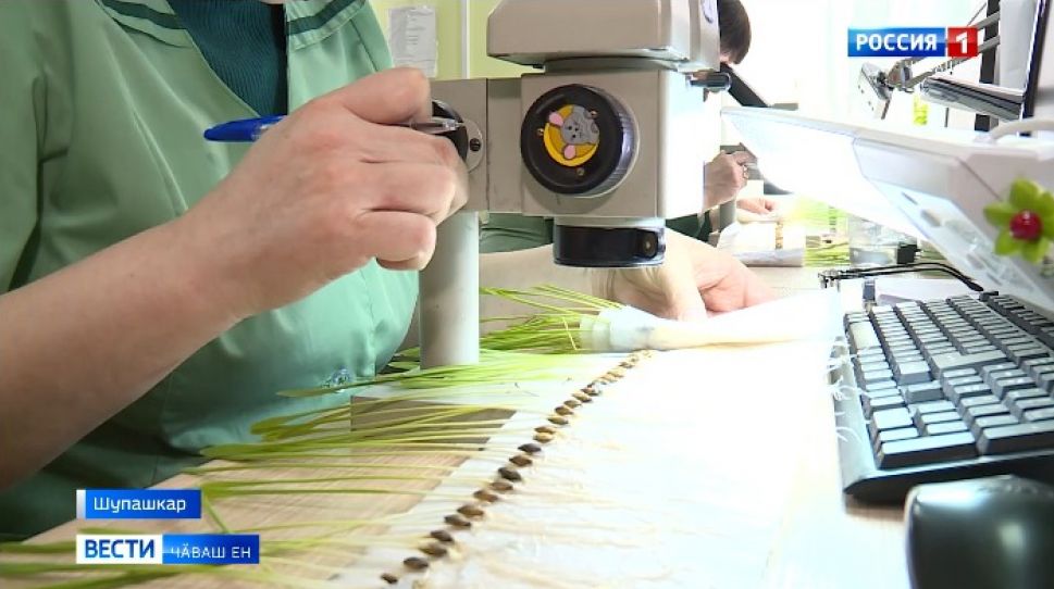 Кăçал çурхи культурăсене республикăра 310 пин гектар акма палăртнă