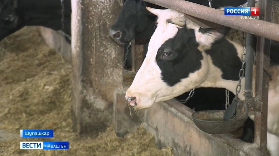 Ял хуҫалӑх министерствинче сӗт хакне сӳтсе яврӗҫ