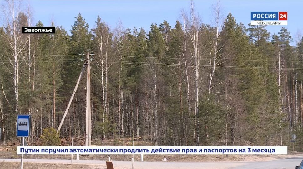  На сохранение лесов Чувашии в этом году выделят более 50 миллионов рублей 