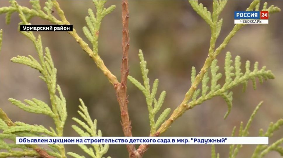 В Чувашии высадят деревья в память о погибших в годы Великой Отечественной войны 