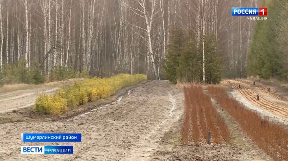 Минприроды Чувашии: "Мы охраняем лес от пожаров, вы ради леса останьтесь дома"