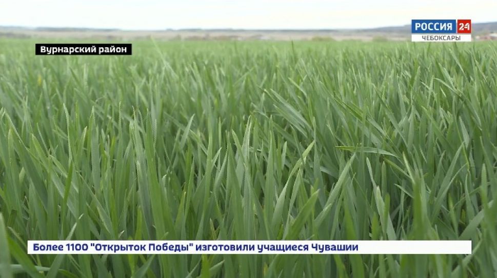 Аграрии Чувашии планируют завершить посевную за 2 недели  