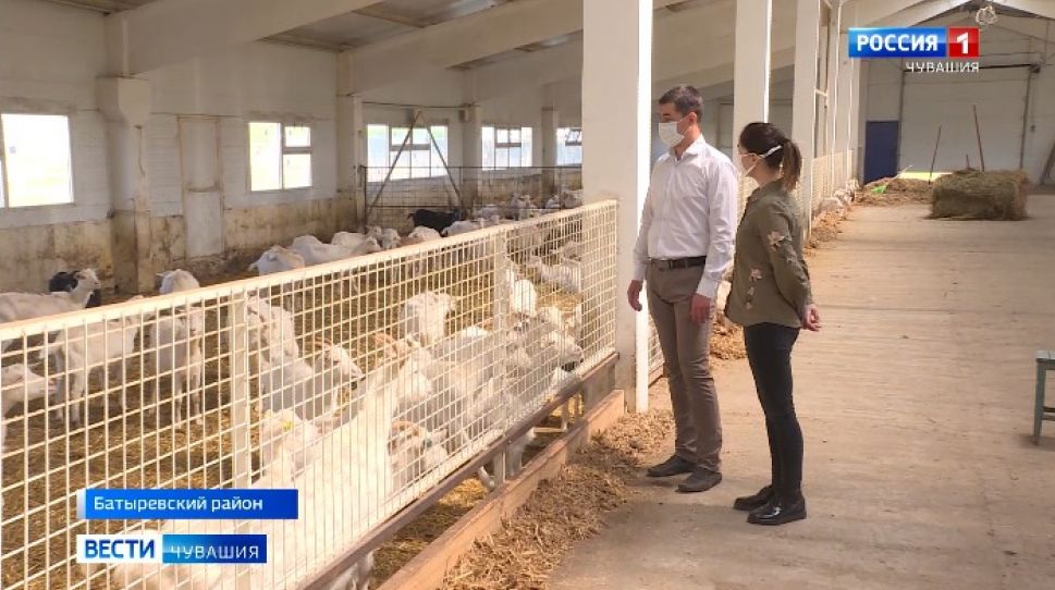 Фермеры Халитовы из Батыревского района рассказали о господдержке 