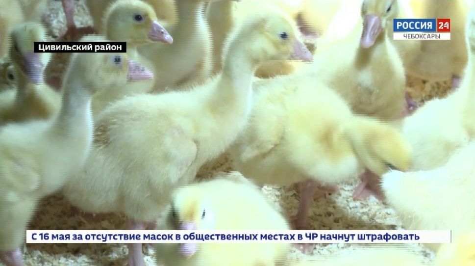 Цивильские птицеводы рассказали о работе в условиях COVID-19