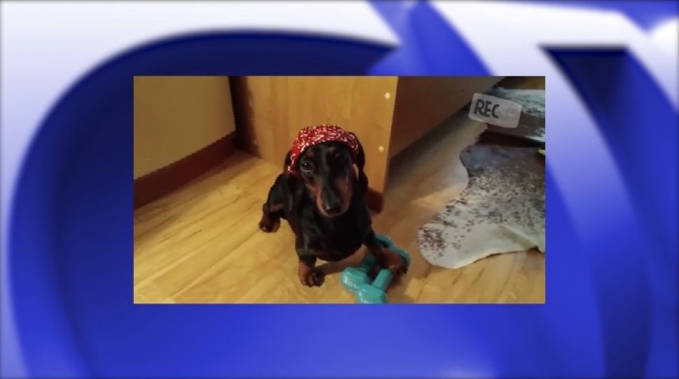 Чебоксарцы продолжают участвовать в конкурсе домашних тренировок