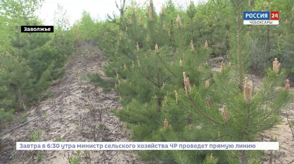 В Чувашии завершены весенние лесовосстановительные работы
