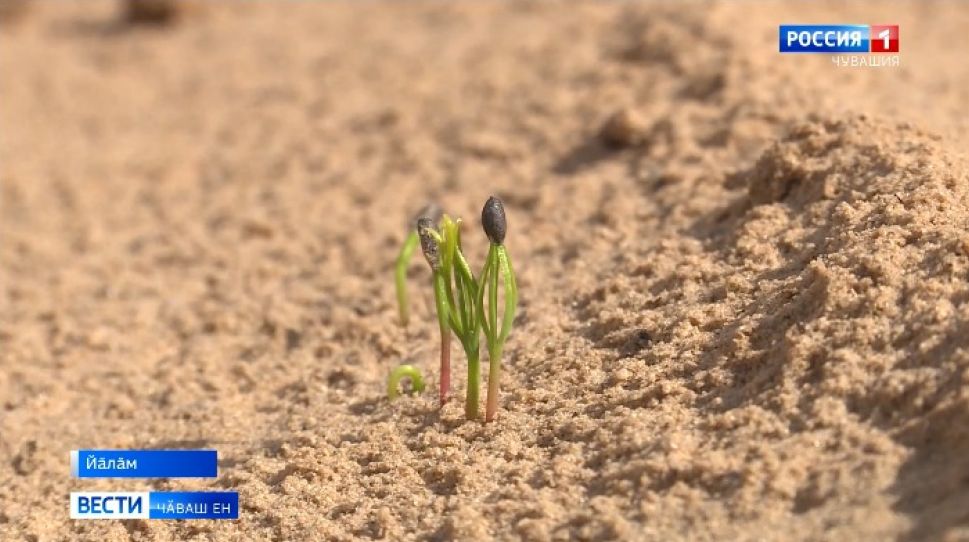 Вӑрӑран ӳсекеннисем хунавсене часах хӑваласа ҫитеҫҫӗ