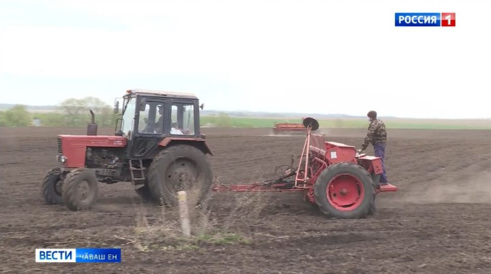 Тырӑ акасси те, ҫӗр улми лартасси та кая юлса пырать