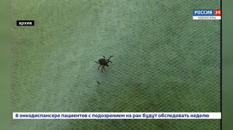 От укусов клещей в Чувашии в апреле-мае пострадали 130 человек.