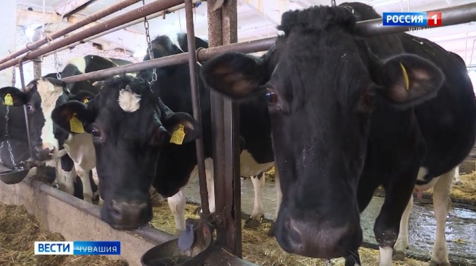 Чувашия выделит 100 млн. рублей на развитие молочного животноводства