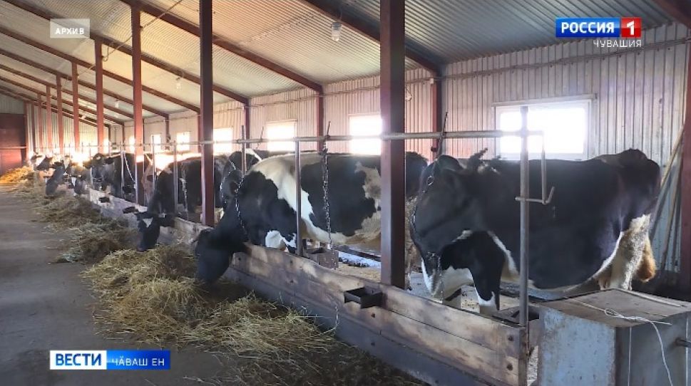 Ял хуҫалӑх министерстви йӗркеленӗ черетлӗ "Агросехет" вӑхӑтӗнче 350 ытла ыйту ярса панӑ