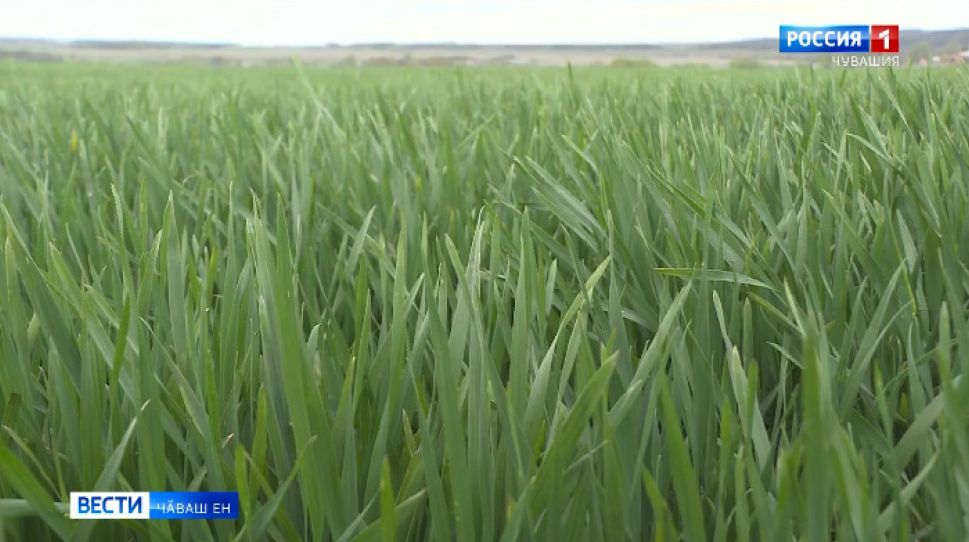 Раҫҫей ял хуҫалӑх центрӗнчи специалистсем уй-хирти хурт-кӑпшанкӑна тӗпчӗҫҫӗ 
