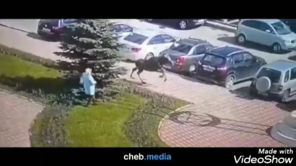 Из-за коронавируса Чебоксары очистились настолько, что в город вернулись лоси