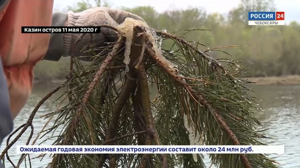 В Чувашии восстанавливают популяцию промысловых рыб