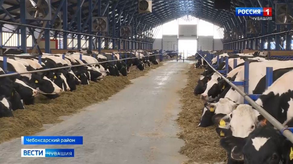 Строительство эмбрионального центра на базе СХК "Атлашевский" начнут в этом году