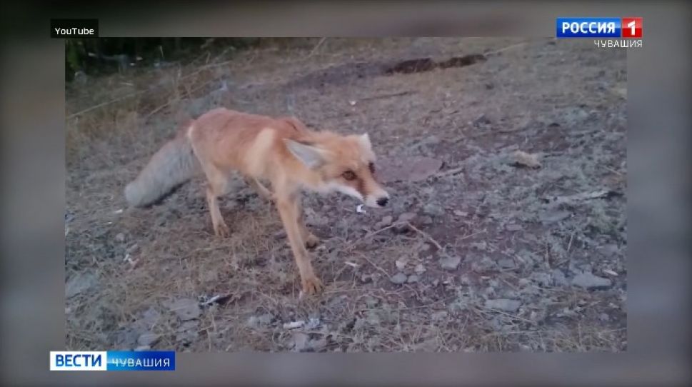 26 тысяч доз препарата от бешенства разложили по лесам Чувашии