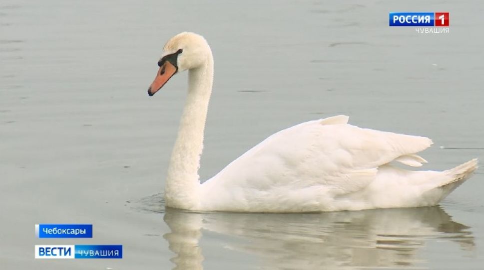 Лебеди после зимовки вновь украшают столицу Чувашии