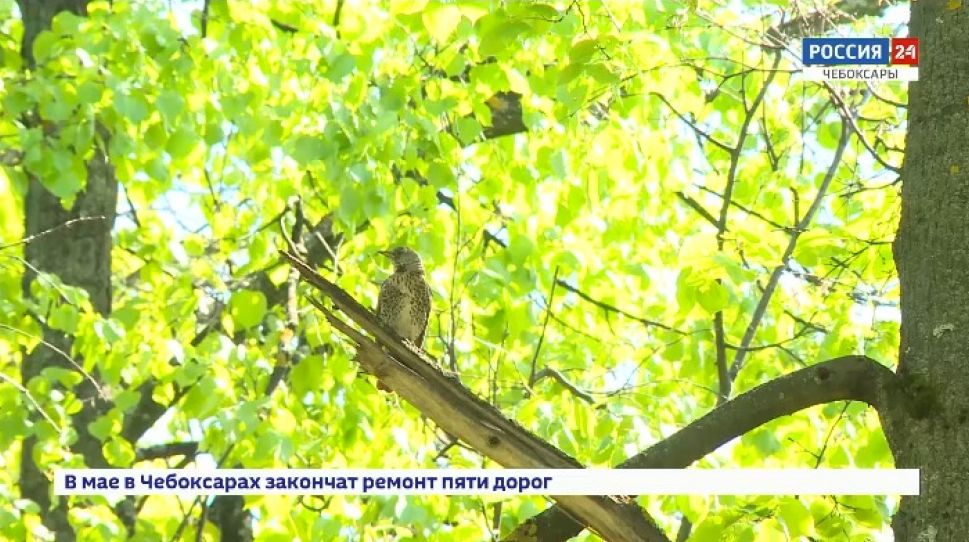 Певчие птицы — единственные гости парка им. Николаева в Чебоксарах