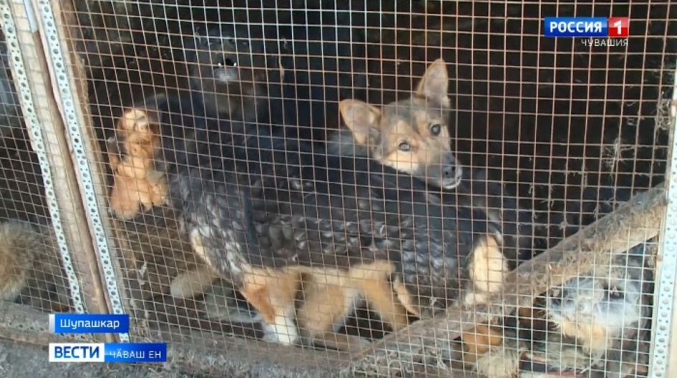 Чӗрчунсем читлӗхрен тухмаҫҫӗ, апат та сахал 