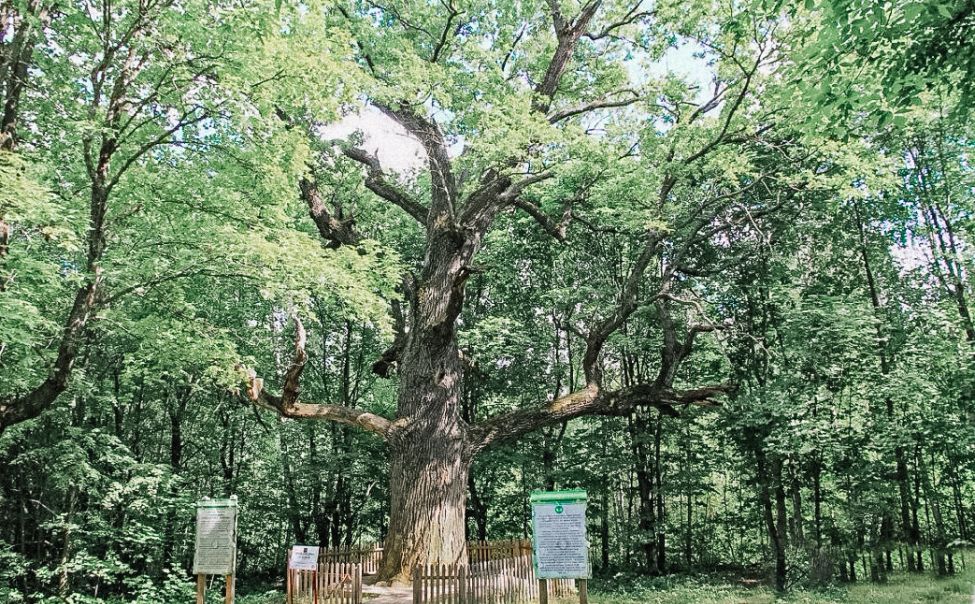 Старейшина чувашских дубрав может завоевать титул главного дерева России