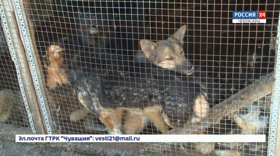 Пандемия коронавируса сказалась и на работе Чебоксарского приюта для животных