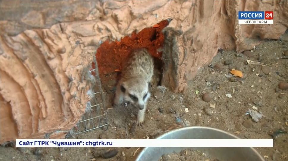 В Чебоксарах в зооуголке парка Николаева появилось еще 3 суриката
