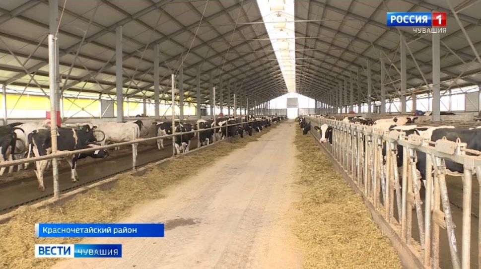 В Чувашии усиливают поддержку животноводческих хозяйств
