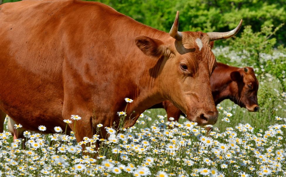 В Чувашии собственники дойных коров получат субсидии из бюджета