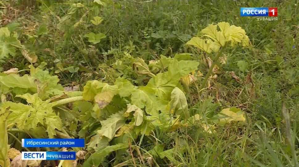 В Чувашии обнаружено более 300 га земли, зараженной опасным растением
