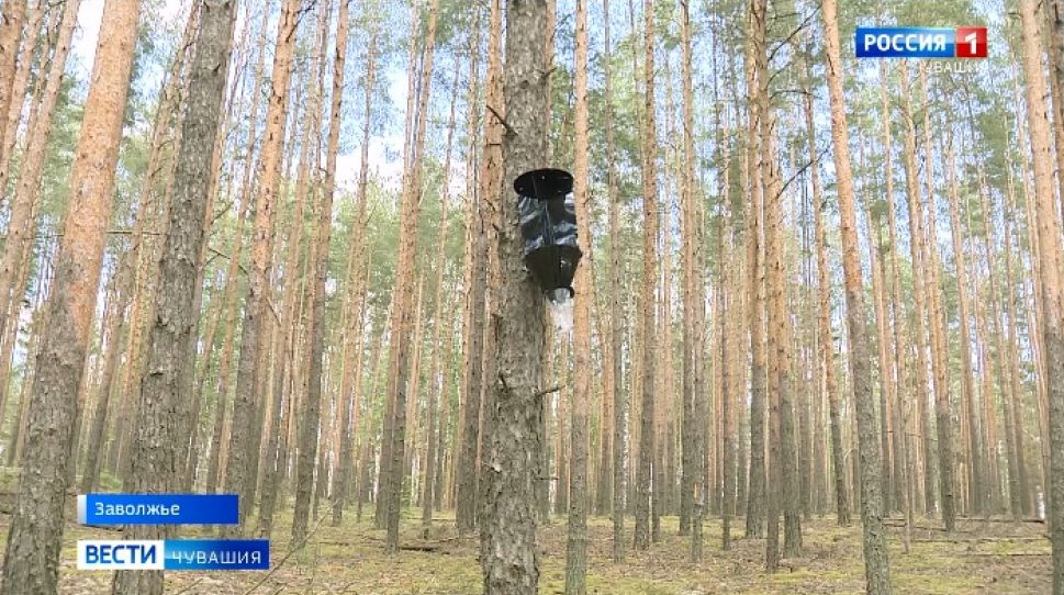В лесах Чувашии установили ловушки для насекомых-вредителей
