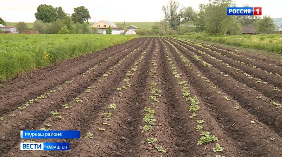 Вирусран та, чир-чӗртен те хӑрамаҫҫӗ 