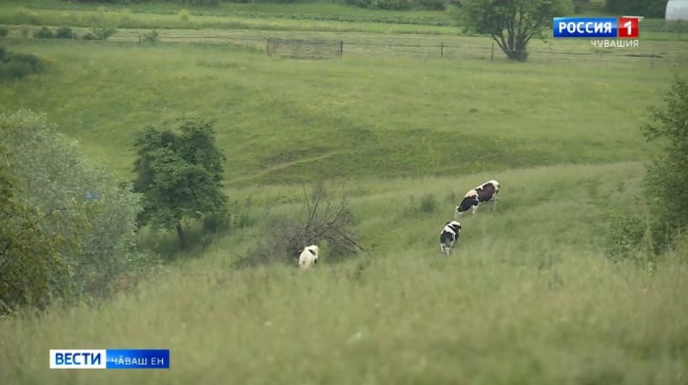 Выльӑх шутне упраса хӑварма пулӑшасса шанаҫҫӗ 