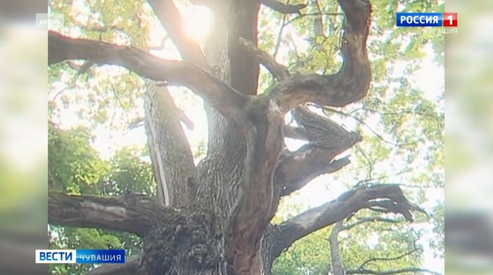 Самый крупный и старый дуб в Чувашии в конкурсе "Российское дерево года 2020"
