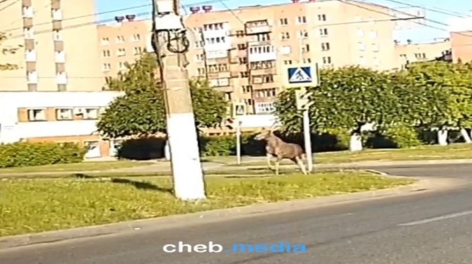 Дикие животные обживают Чебоксары