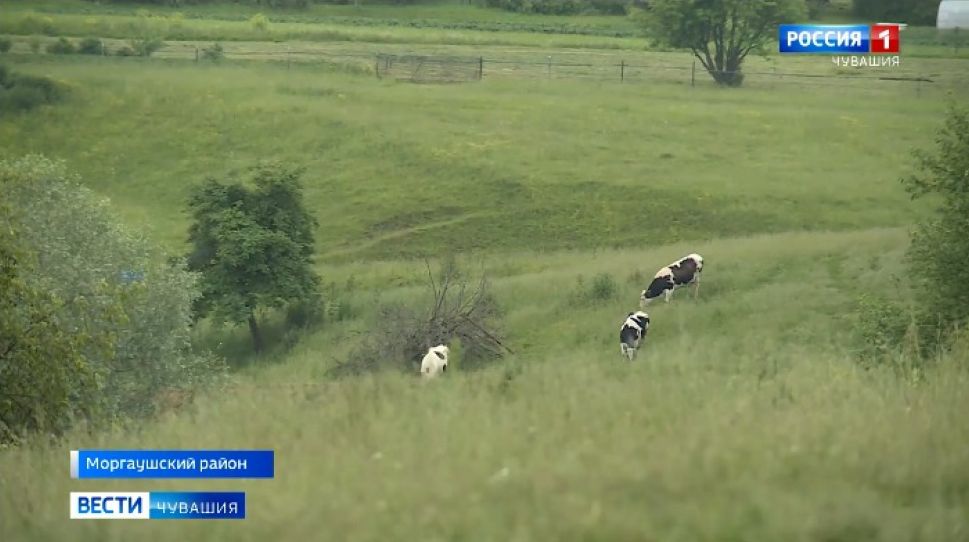 747 жителей Чувашии получили субсидии на содержание дойных коров