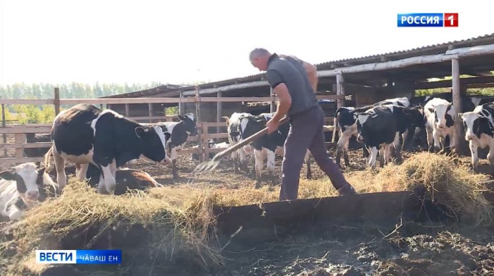 Килти хушма хуҫалӑхра ӗне усракансене патшалӑх укҫа тӳлеме  пуҫланӑ