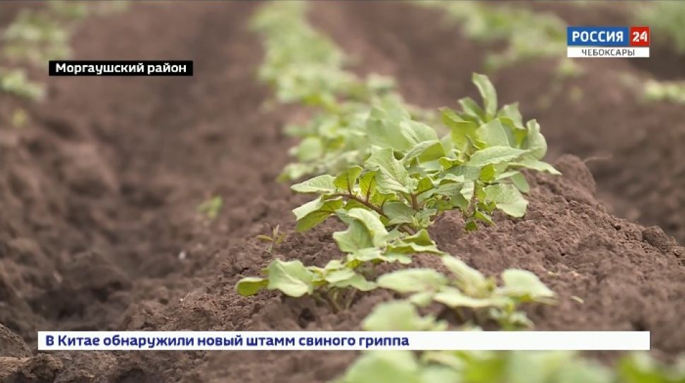 Через 4 года в Чувашии безвирусный картофель даст полноценный урожай